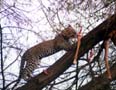 餌を食べる子ヒョウ